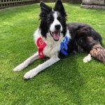 border collie wearing a red rosette and a blue rosette